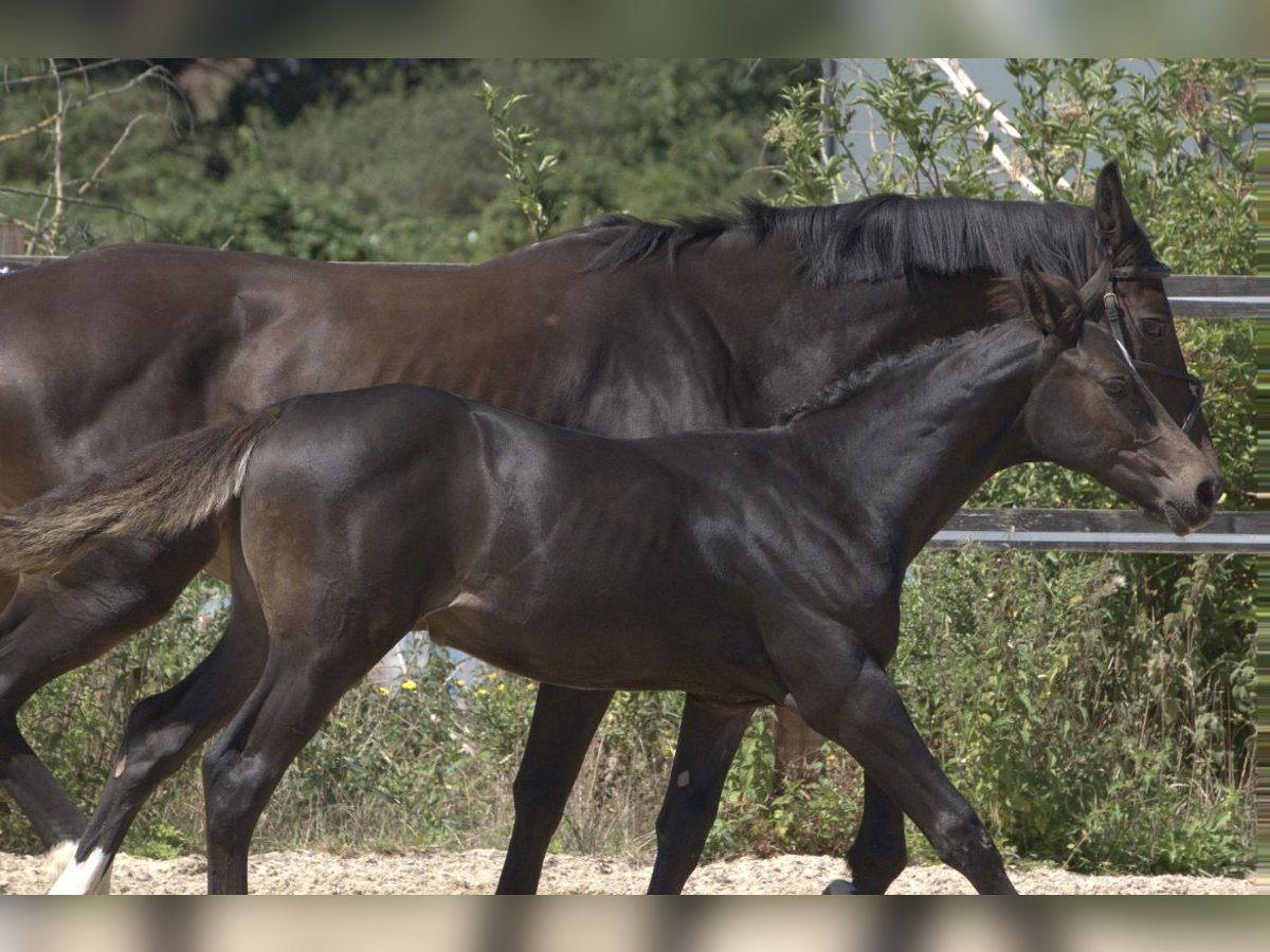 Brytyjski koń gorącokrwisty Klacz 1 Rok 168 cm Gniada in Nazeing