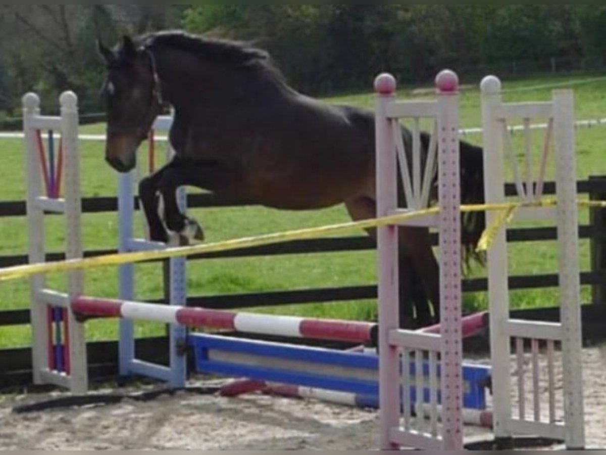 Brytyjski koń gorącokrwisty Klacz 3 lat 163 cm Ciemnogniada in Sussex