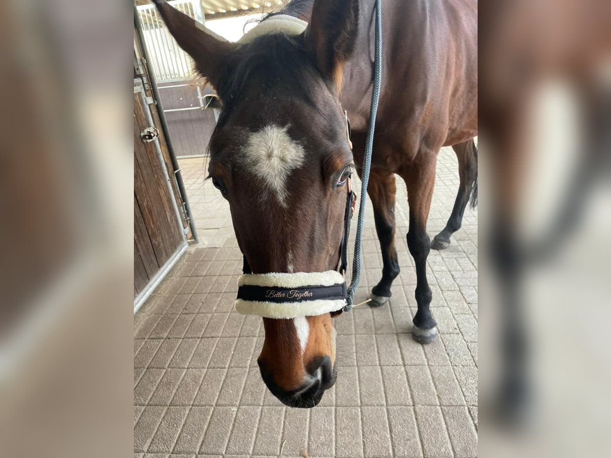 Budjonny Stute 13 Jahre in Schriesheim