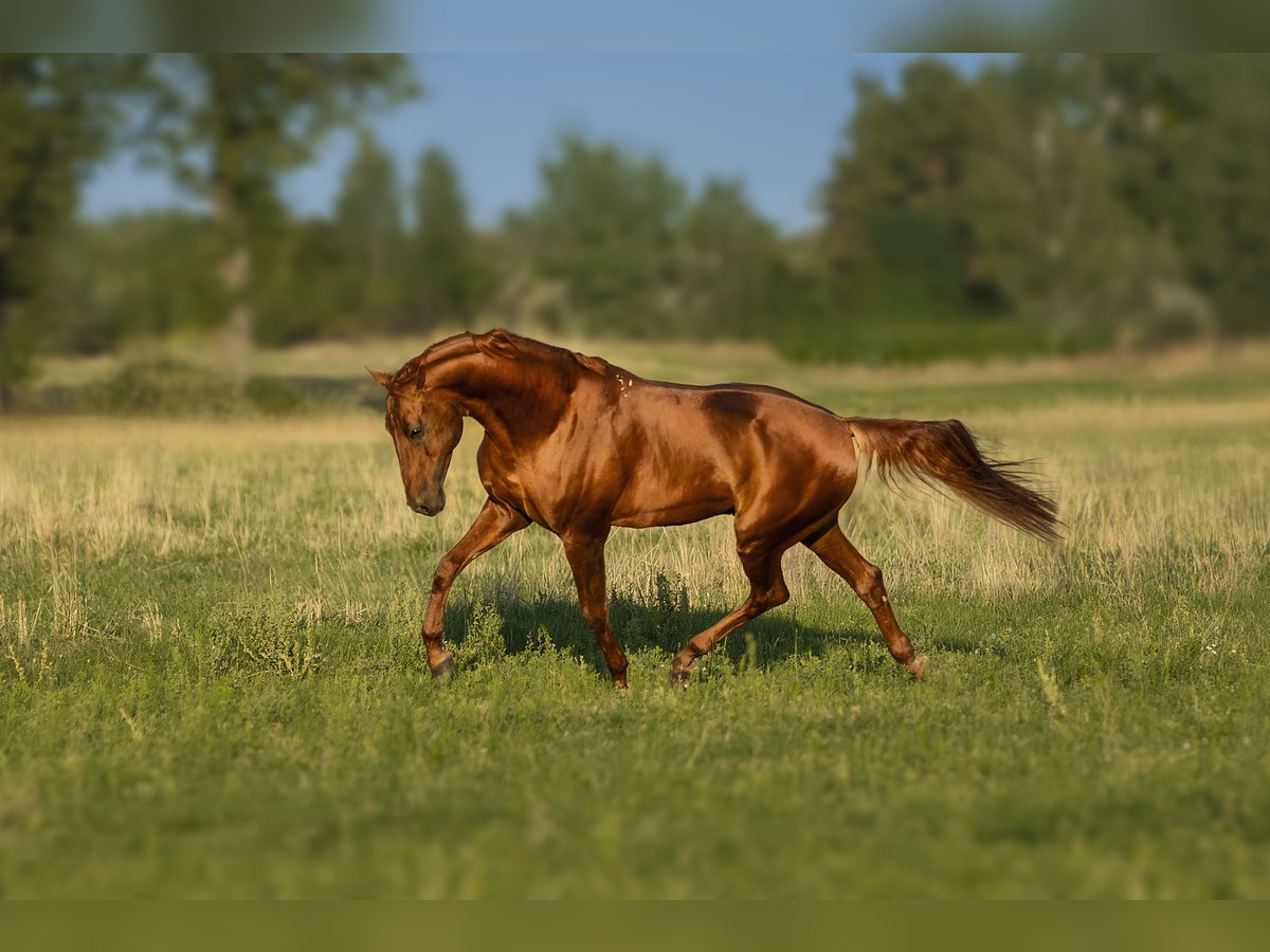 Budyonny Stallion Chestnut-Red in Aleksandria