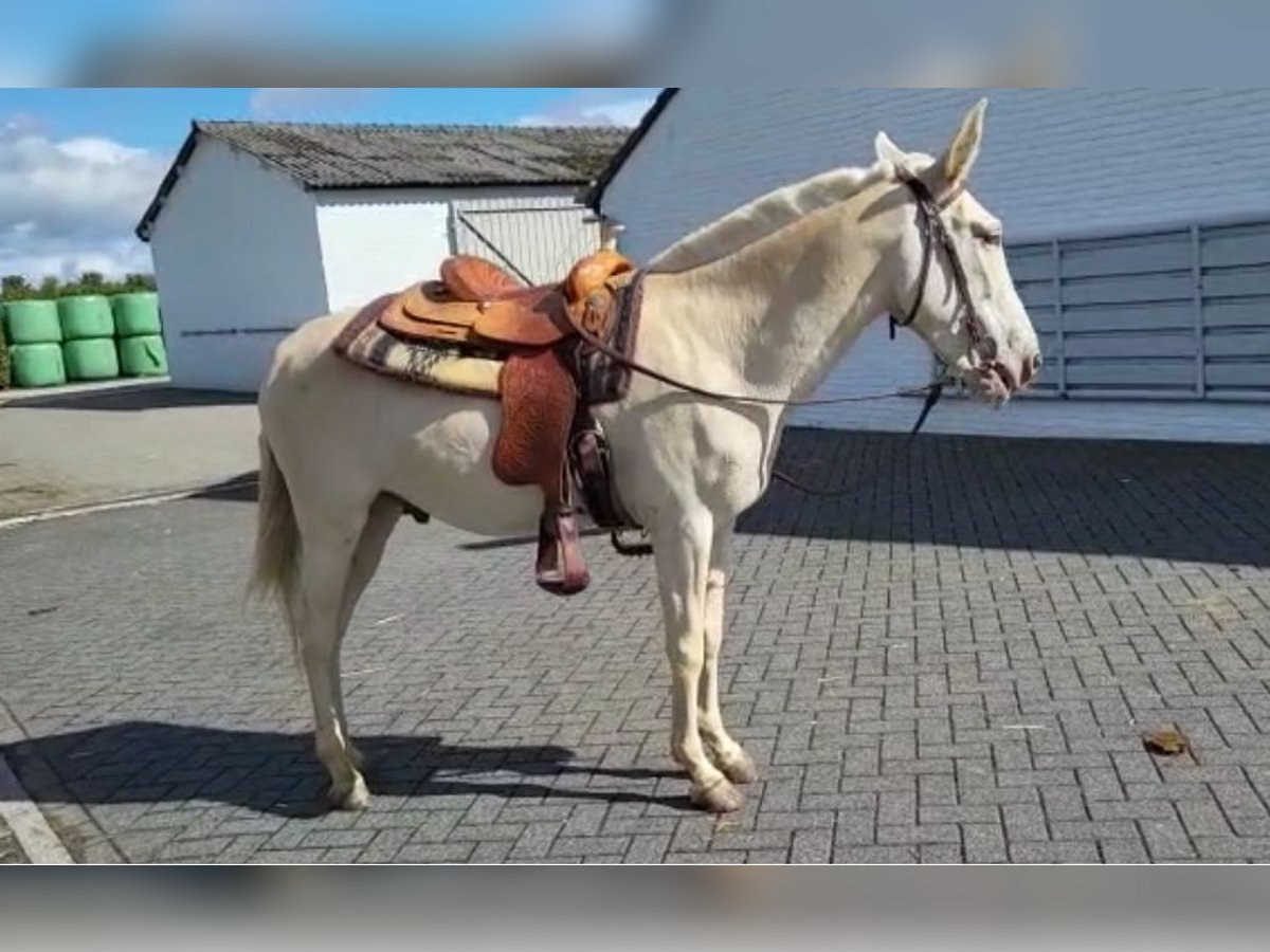 Burdégano Caballo castrado 10 años 150 cm Cremello in Bad Homburg vor der HöheBad Homburg