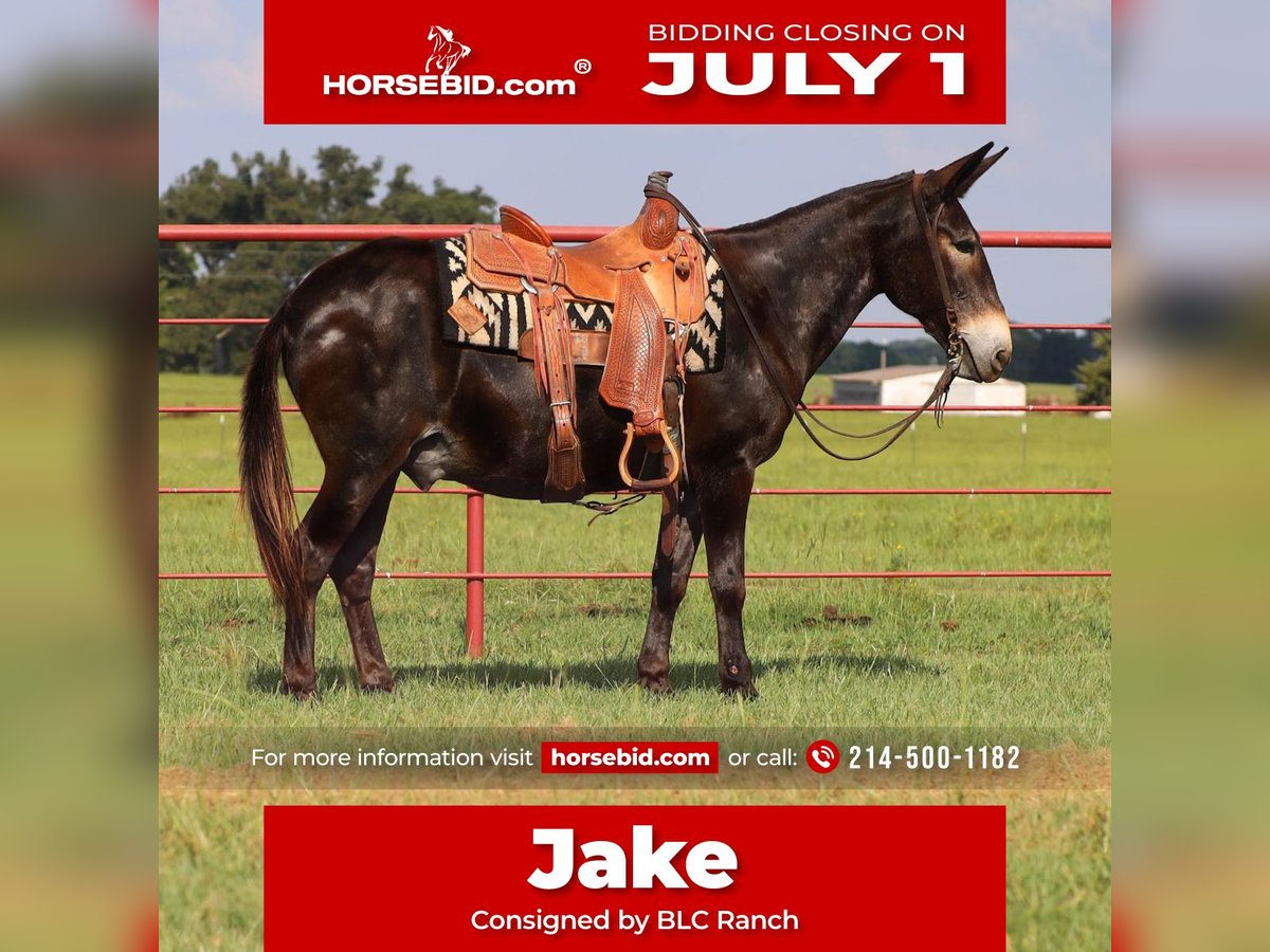 Burdégano Caballo castrado 11 años 145 cm Negro in Grand Saline, TX