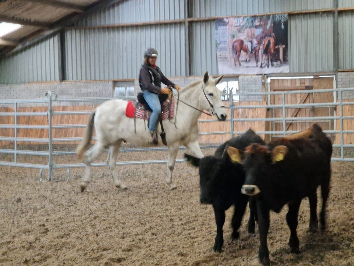 Burdégano Caballo castrado 11 años 160 cm Tordo in Aalten