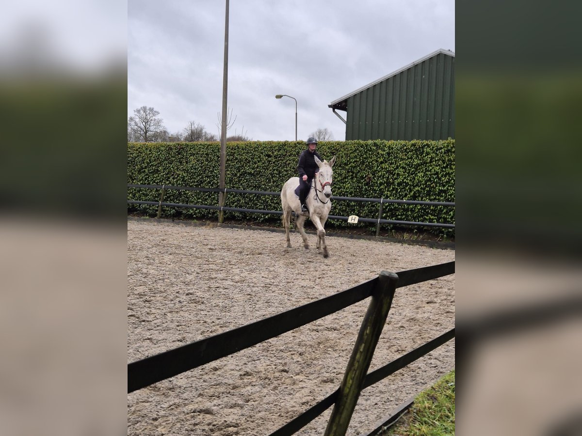 Burdégano Caballo castrado 15 años 175 cm Tordo in Aalten