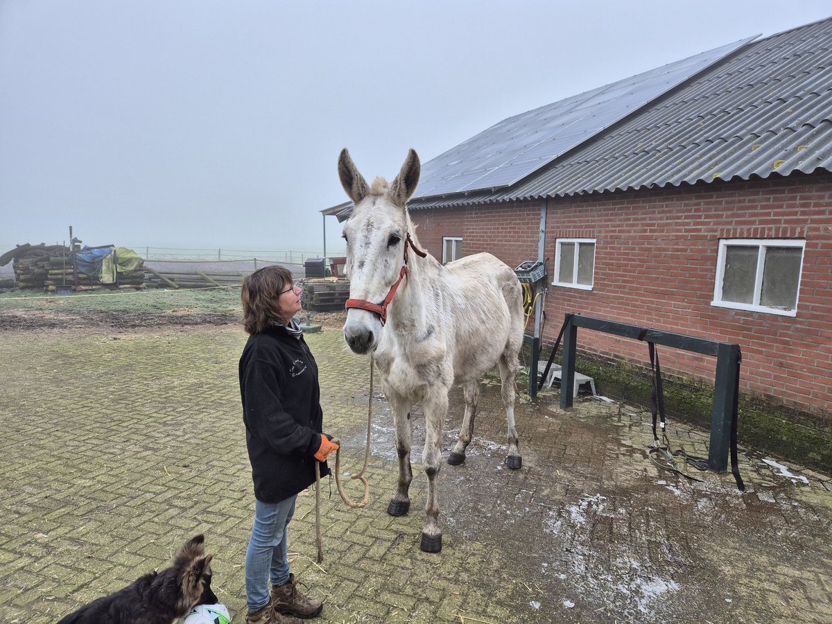 Burdégano Caballo castrado 15 años 175 cm Tordo in Aalten