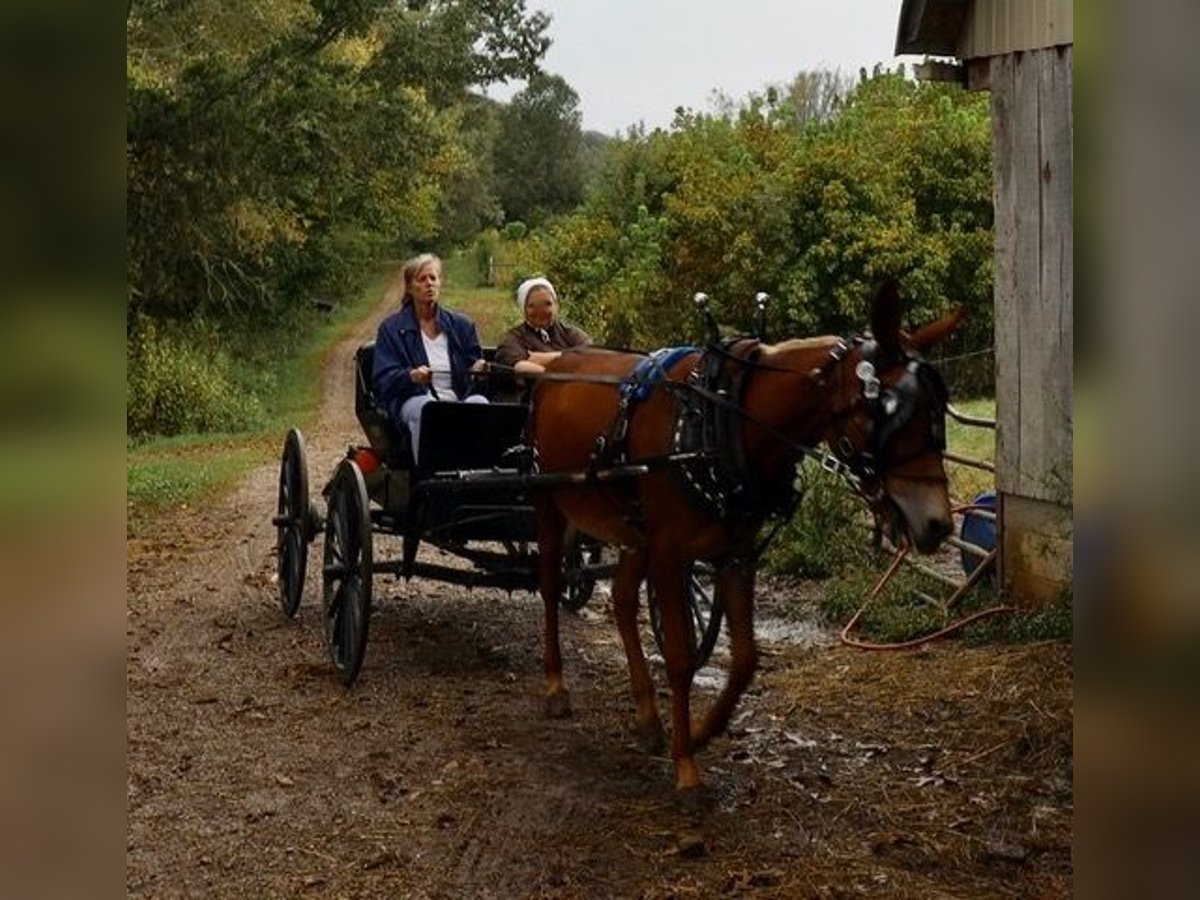 Burdégano Caballo castrado 4 años 152 cm Ruano alazán in Maryville