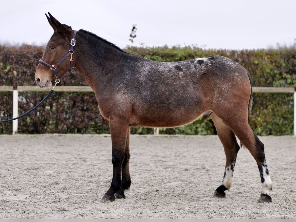 Burdégano Caballo castrado 4 años 154 cm Red Dun/Cervuno in Neustadt (Wied)