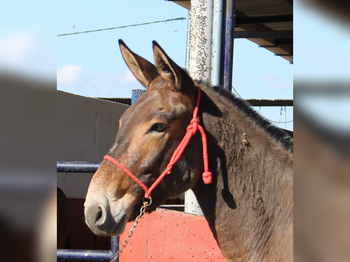 Burdégano Caballo castrado 7 años 156 cm Castaño in Vejer de la Frontera