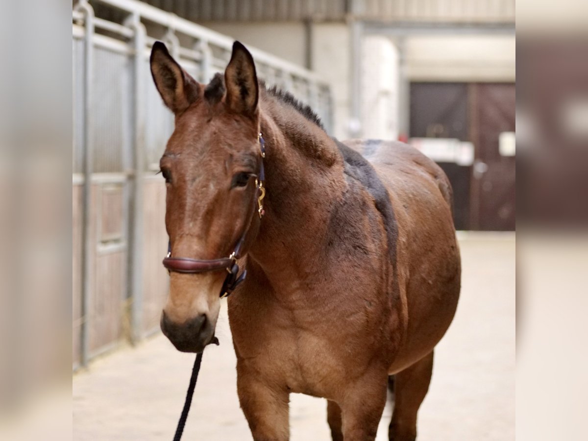 Burdégano Caballo castrado 7 años 156 cm Castaño in Neustadt (Wied)