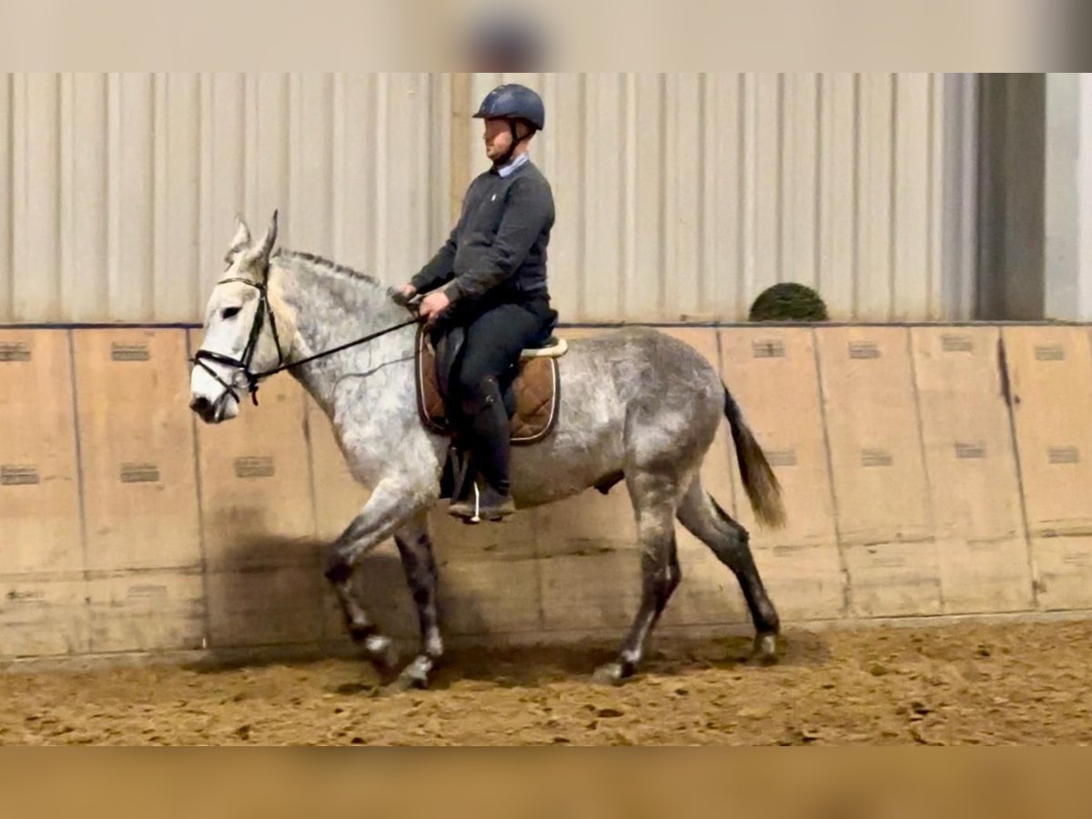 Burdégano Caballo castrado 7 años 158 cm Tordo in Neustadt (Wied)