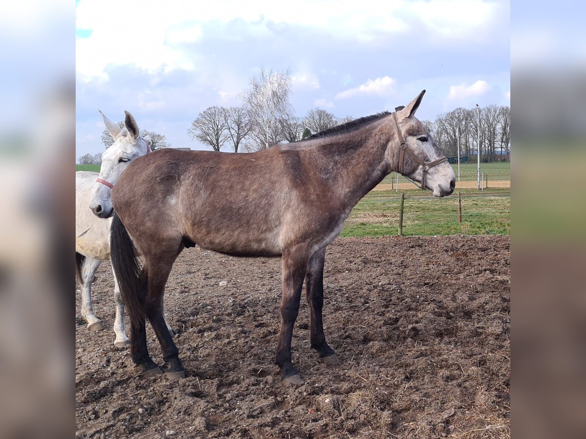 Burdégano Caballo castrado 7 años 163 cm Porcelana in Aalten