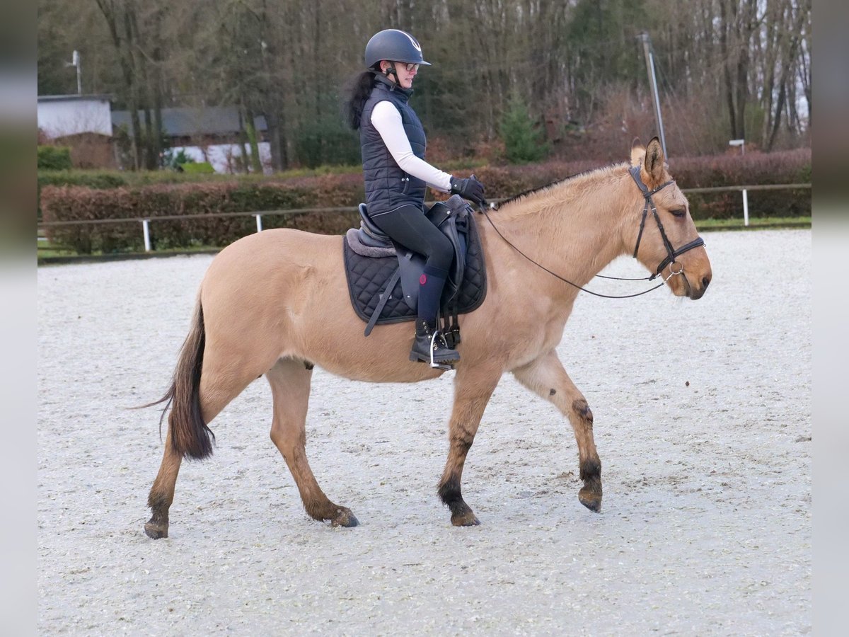 Burdégano Caballo castrado 9 años 148 cm Buckskin/Bayo in Neustadt (Wied)