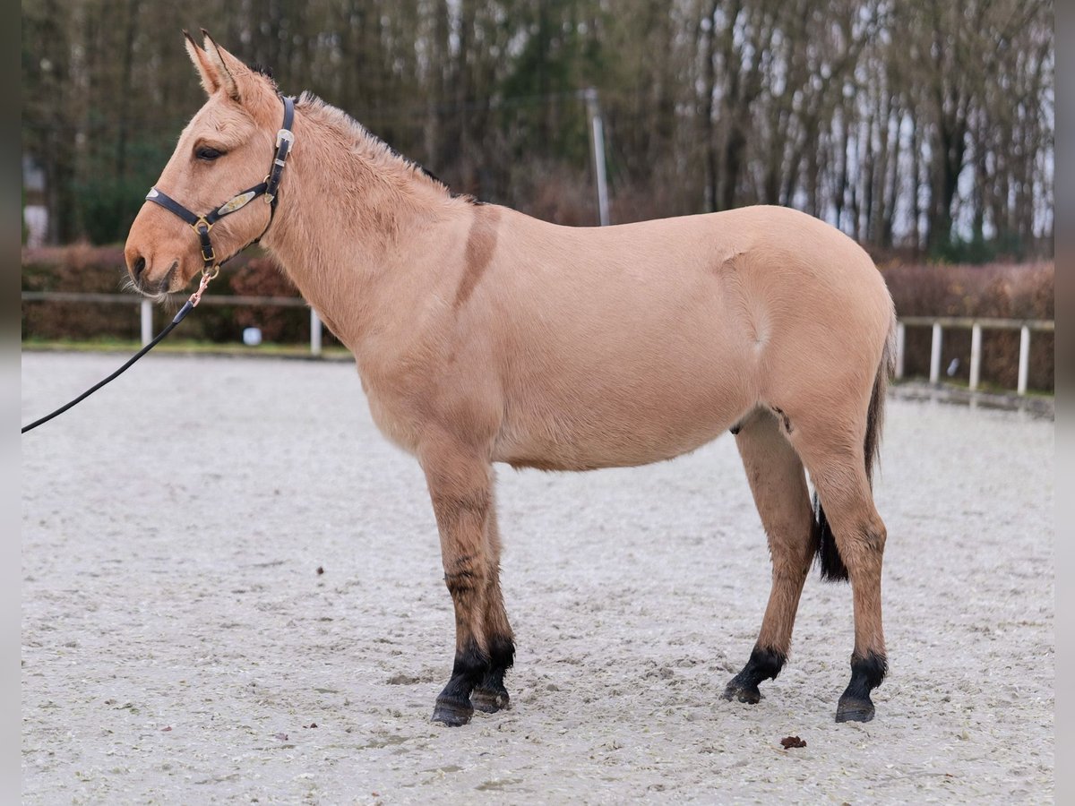 Burdégano Caballo castrado 9 años 148 cm Buckskin/Bayo in Neustadt (Wied)