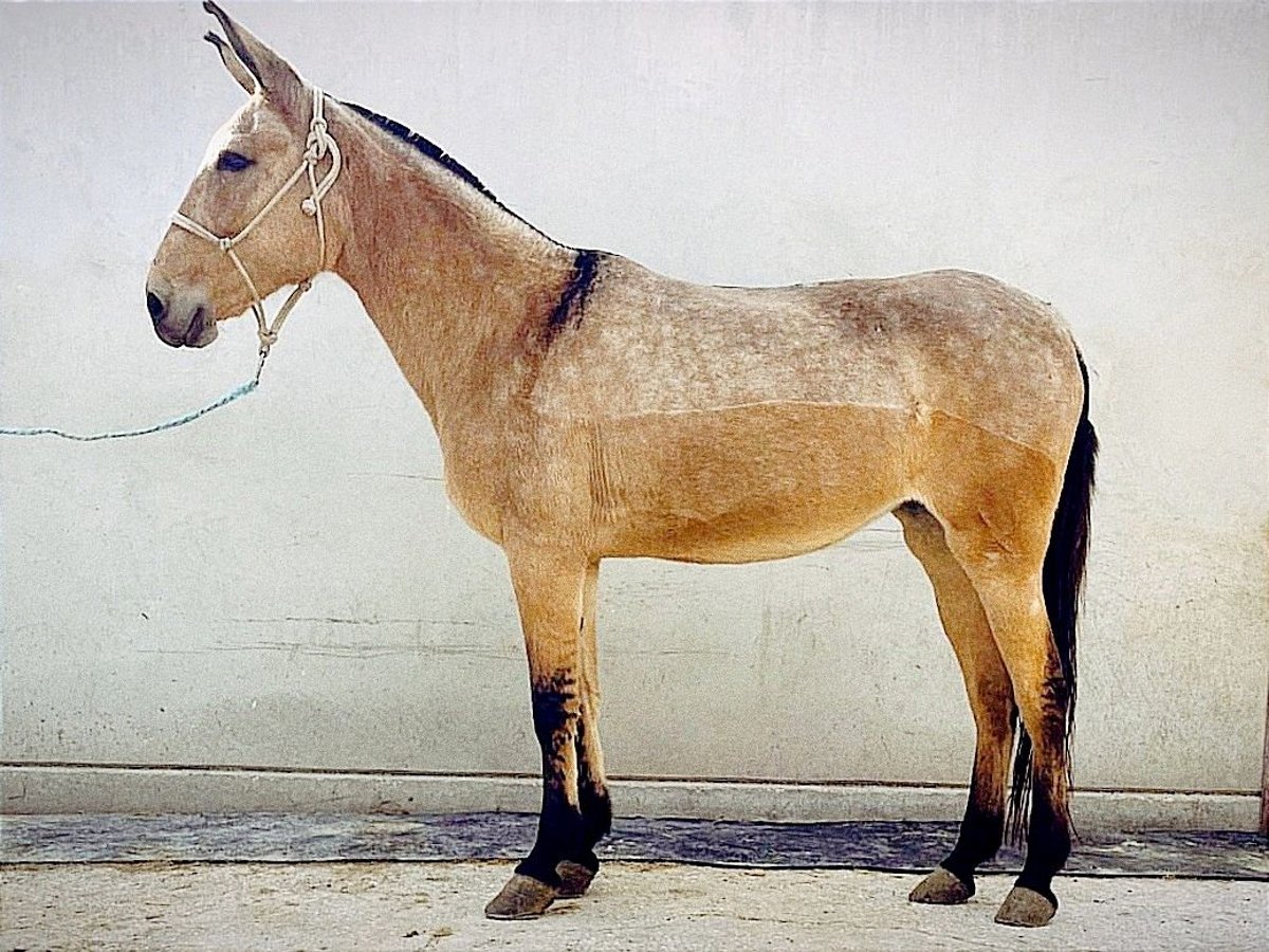 Burdégano Yegua 16 años 152 cm Buckskin/Bayo in Cordoba