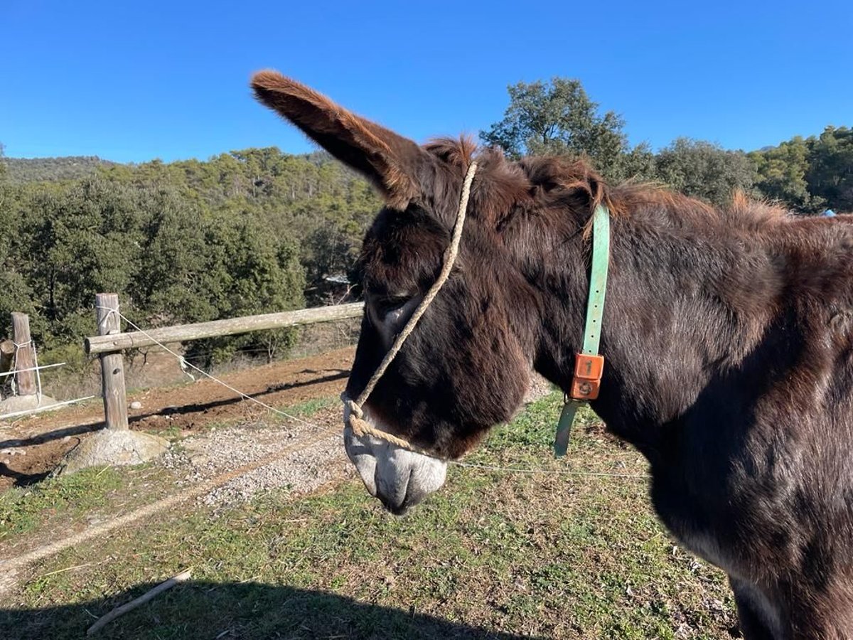 Burro Caballo castrado 15 años 154 cm Negro in BERGA, BARCELONA