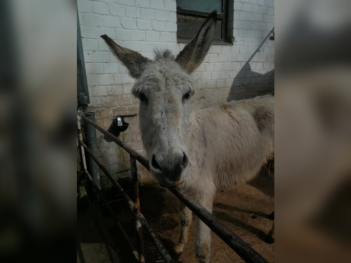 Burro Caballo castrado 4 años 135 cm Tordo in Euskirchen