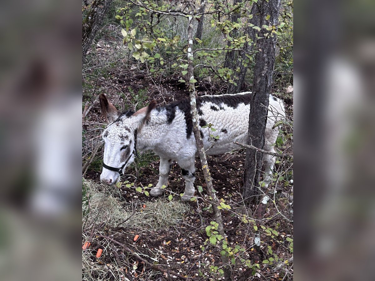 Burro Caballo castrado 5 años in Santa Coloma De Queralt