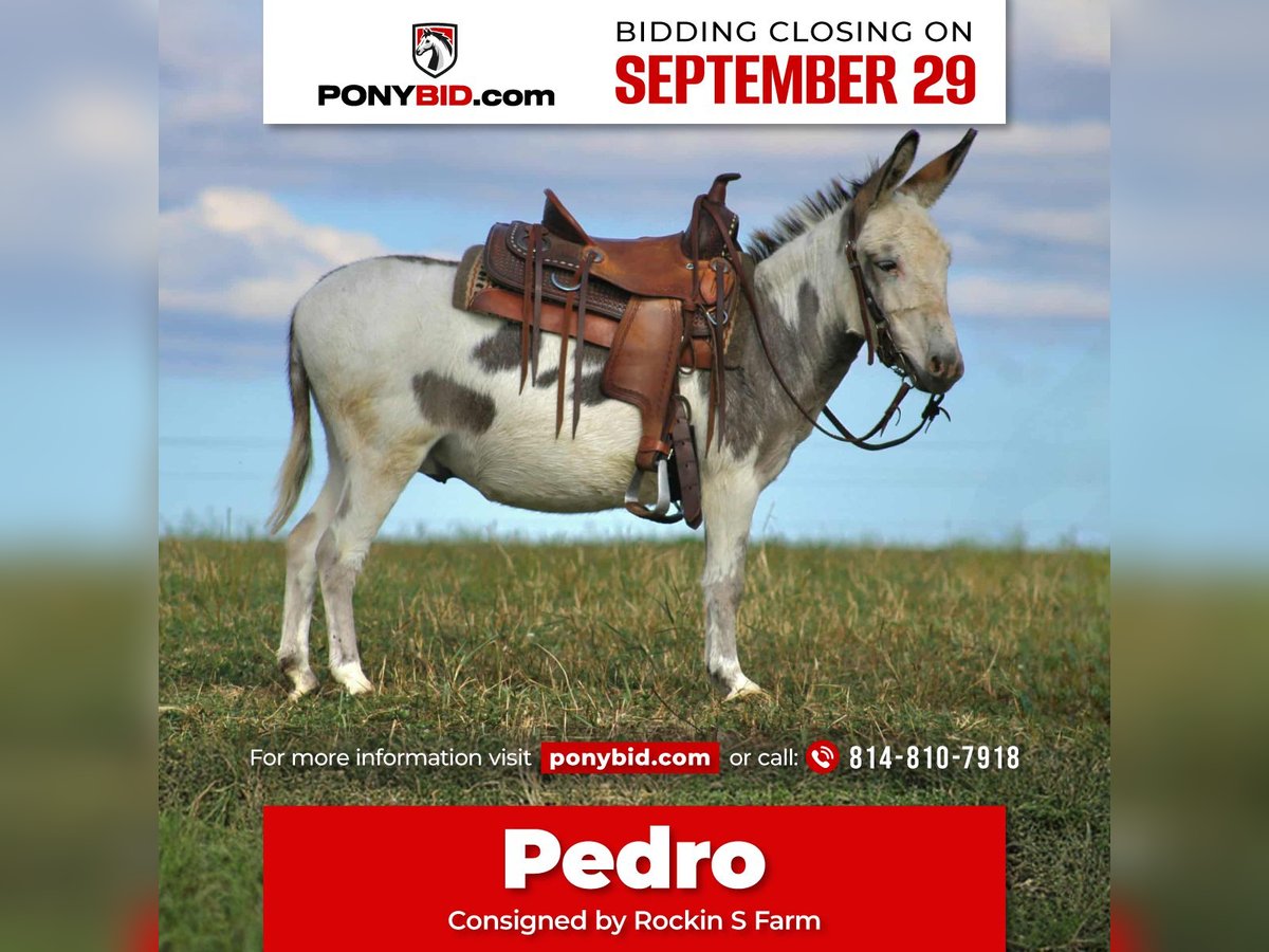 Burro Caballo castrado 7 años 107 cm in Rebersburg