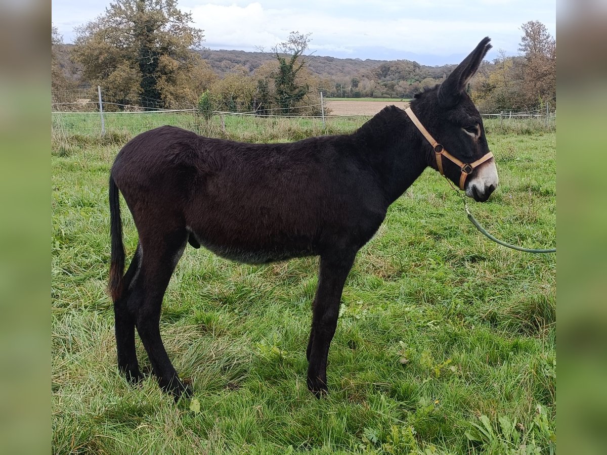 Burro Semental 2 años 135 cm Negro in Tarasteix