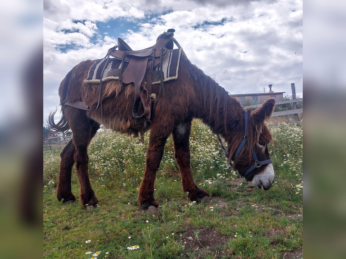 Burro Semental 4 años 135 cm Castaño in SVÁROV