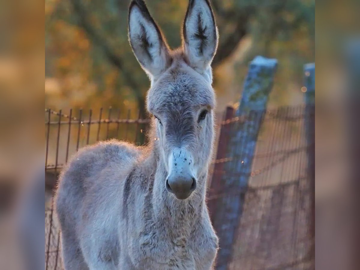 Burro Semental Potro (07/2024) 122 cm Musgo in Cardeña, Córdoba