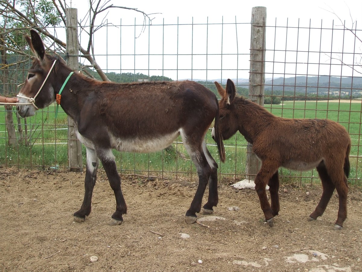 Burro Yegua 10 años 142 cm Negro in BERGA, BARCELONA