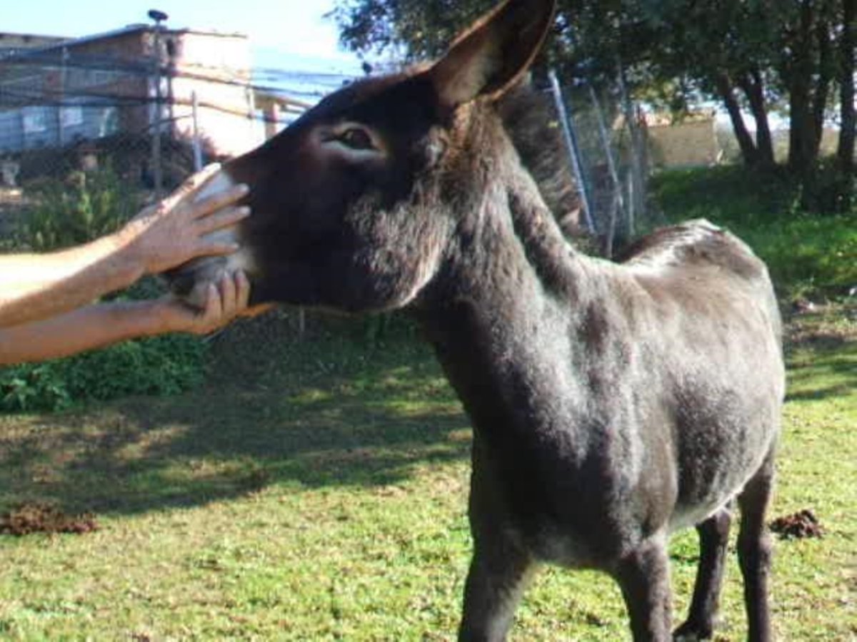 Burro Yegua 11 años 130 cm Negro in BERGA, BARCELONA