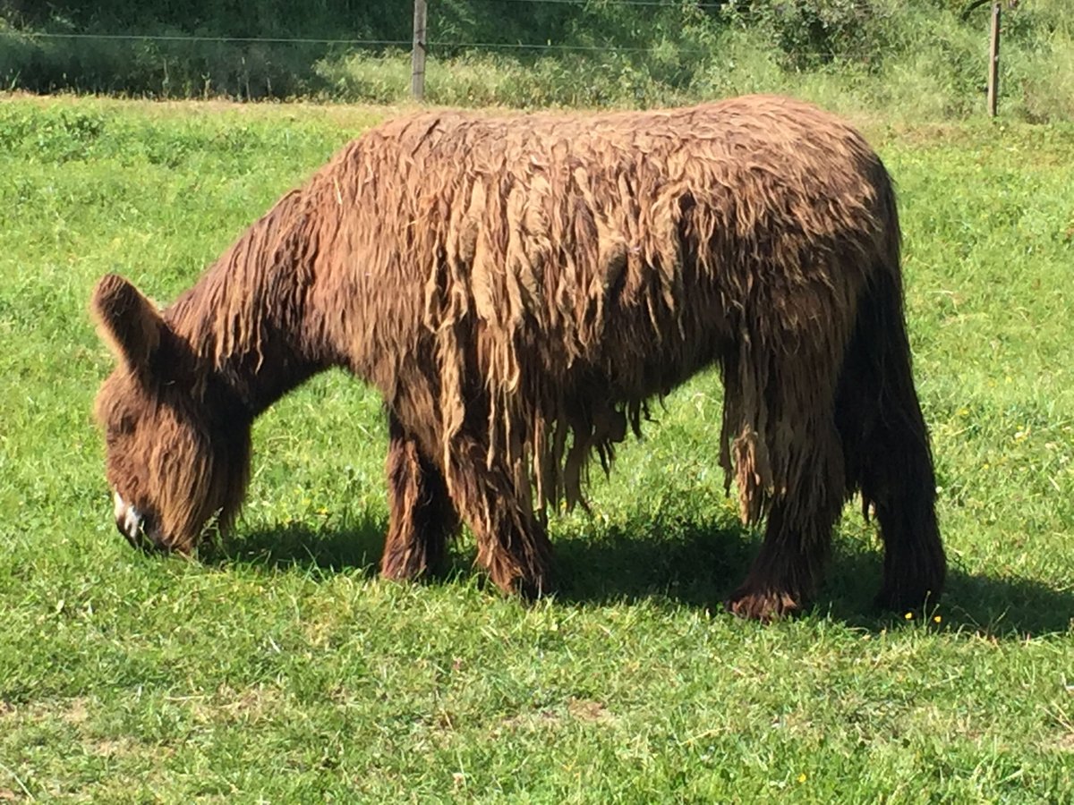 Burro Yegua 13 años 135 cm Castaño in Bornich