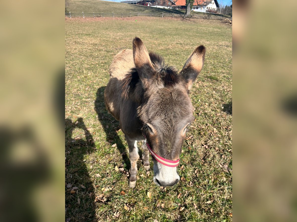 Burro Yegua 16 años 105 cm in PählPähl