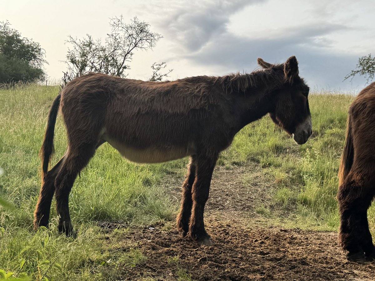 Burro Yegua 16 años 150 cm Castaño oscuro in Bornich