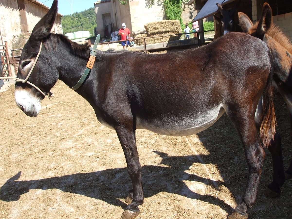 Burro Yegua 18 años 140 cm Negro in BERGA, BARCELONA