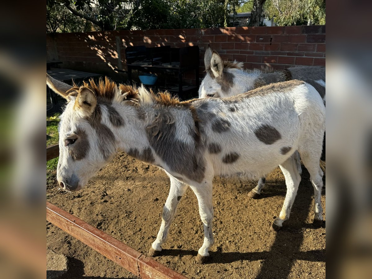 Burro Yegua 3 años 135 cm in Lliça D&#39;Amunt