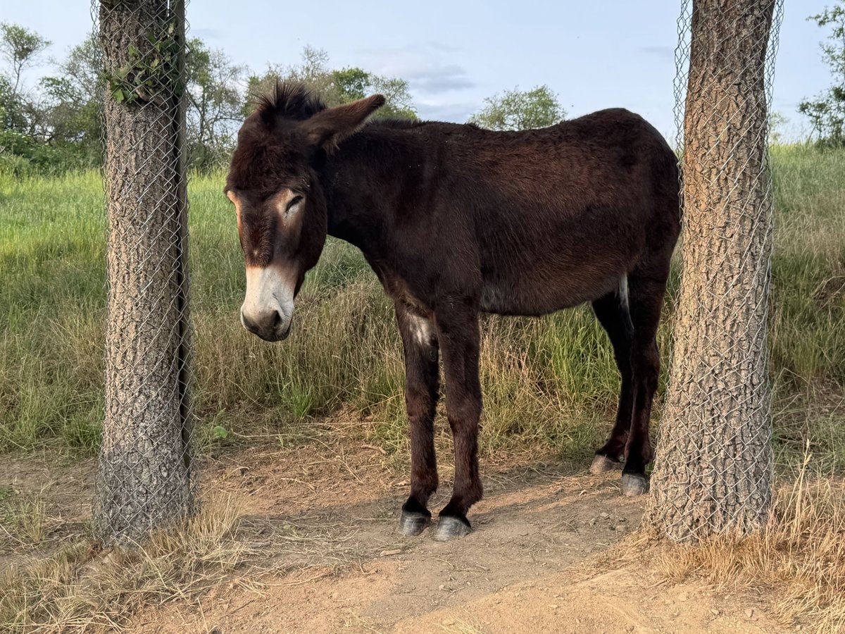 Burro Yegua 4 años 147 cm Castaño oscuro in Bornich