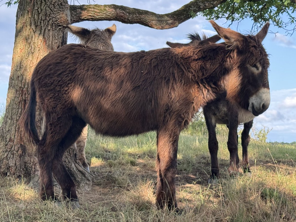 Burro Yegua 5 años 138 cm Castaño oscuro in Bornich
