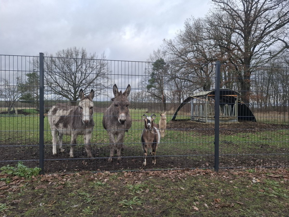 Burro Yegua 6 años Pío in Jessen (Elster)