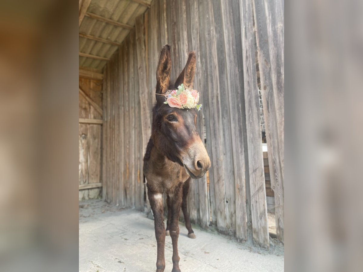 Burro Yegua 7 años 110 cm Castaño oscuro in Neumarkt in der Oberpfalz