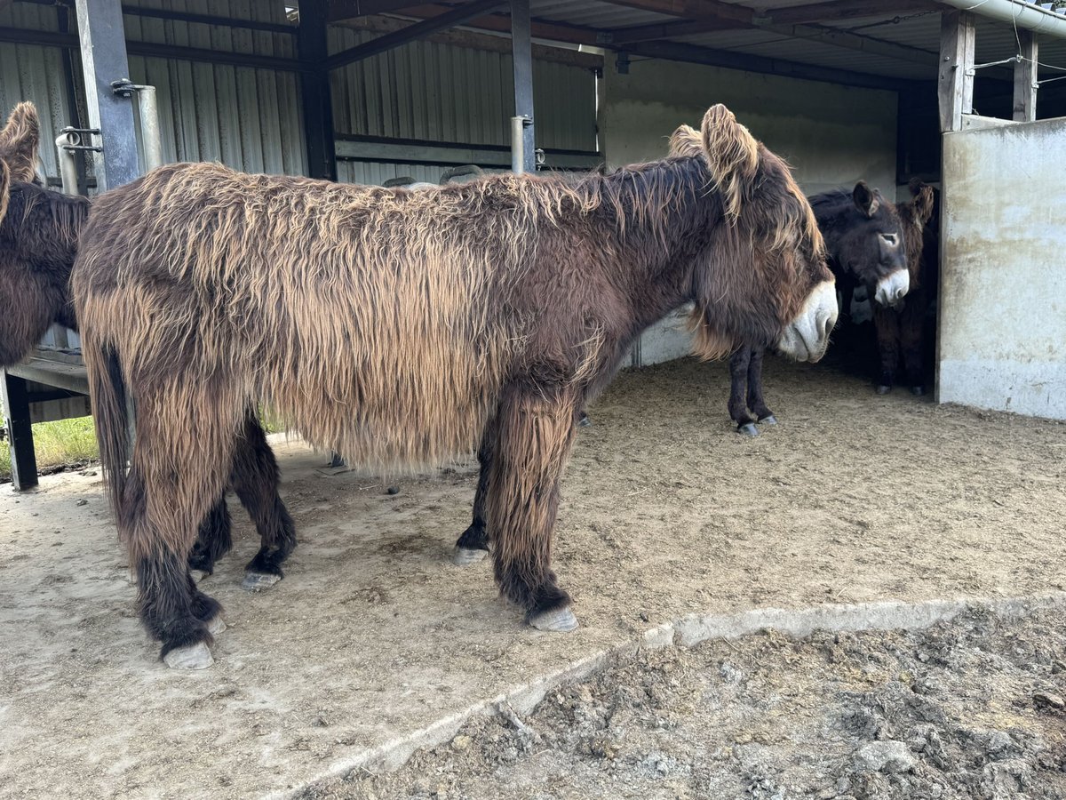 Burro Yegua 8 años 143 cm Castaño claro in Bornich