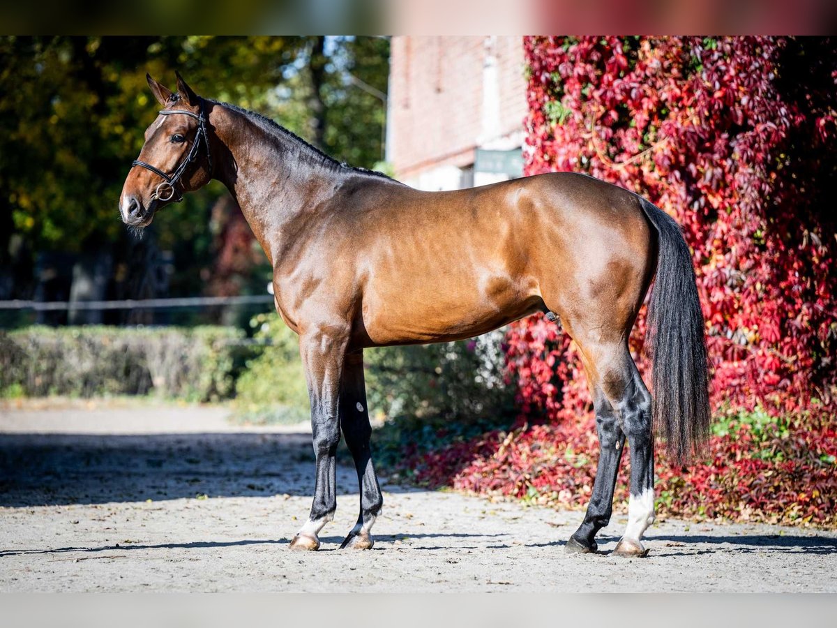 BWP (cheval de sang belge) Étalon 2 Ans 168 cm Bai in Poznań