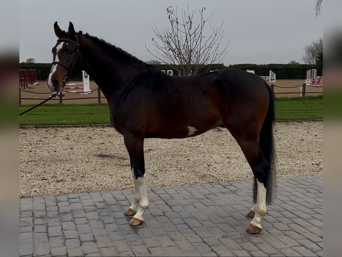 BWP (cheval de sang belge) Étalon 4 Ans 163 cm Bai brun in warwickshire