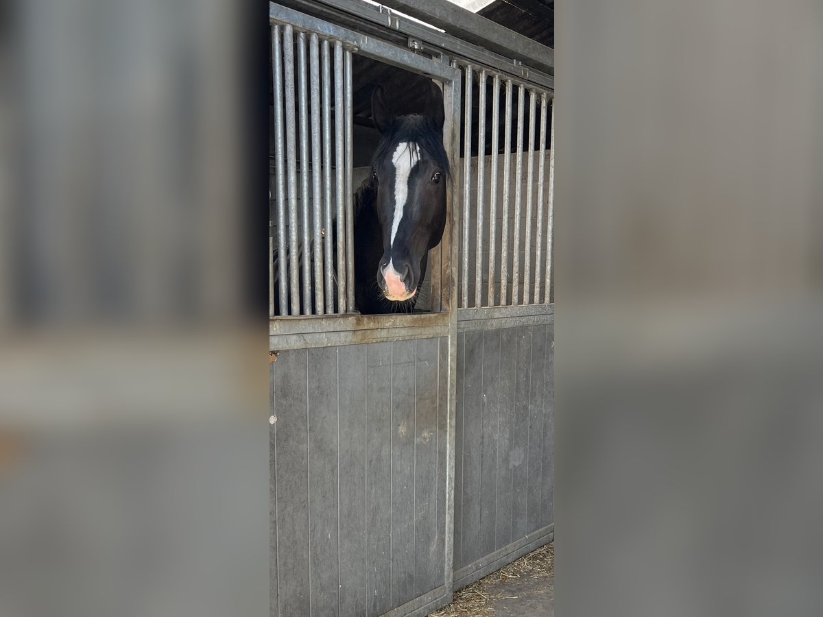 BWP (cheval de sang belge) Étalon 4 Ans 165 cm Bai brun foncé in Agimont