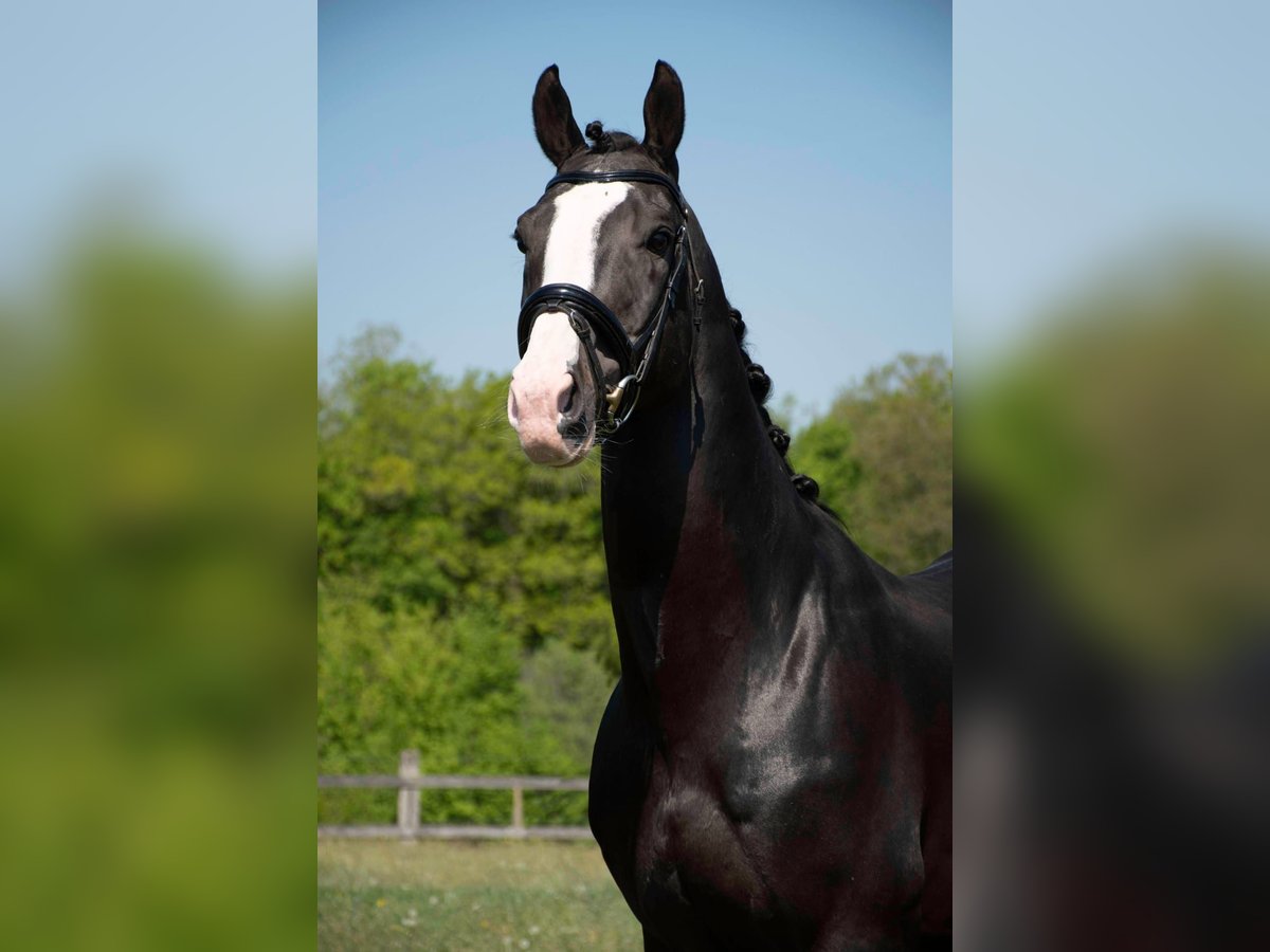 BWP (cheval de sang belge) Étalon Bai brun foncé in Agimont