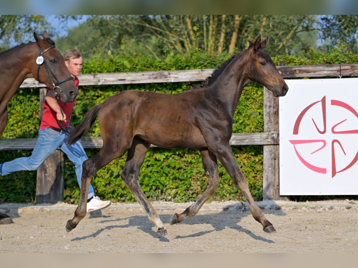 BWP (cheval de sang belge) Étalon Poulain (06/2024) Bai brun in Oud-Heverlee