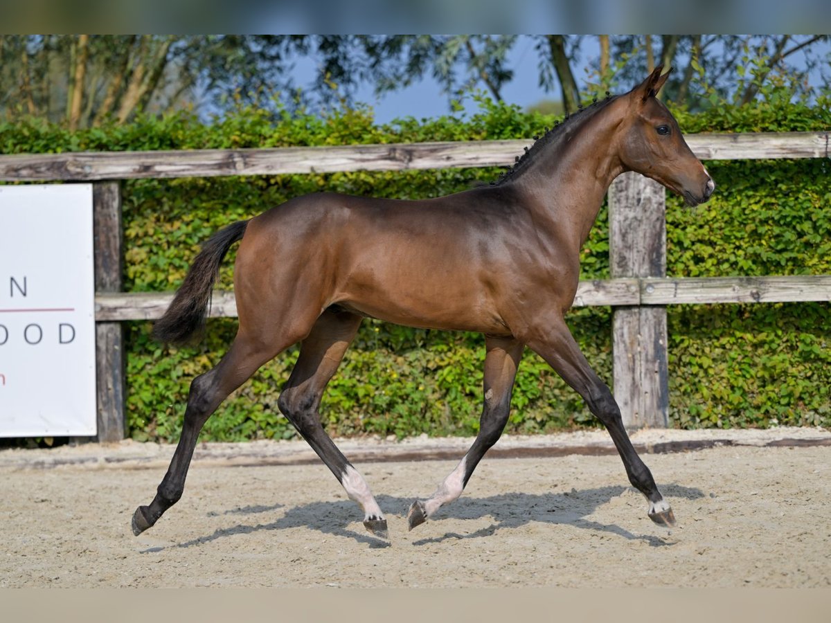 BWP (cheval de sang belge) Étalon Poulain (05/2024) Bai cerise in Oud-Heverlee