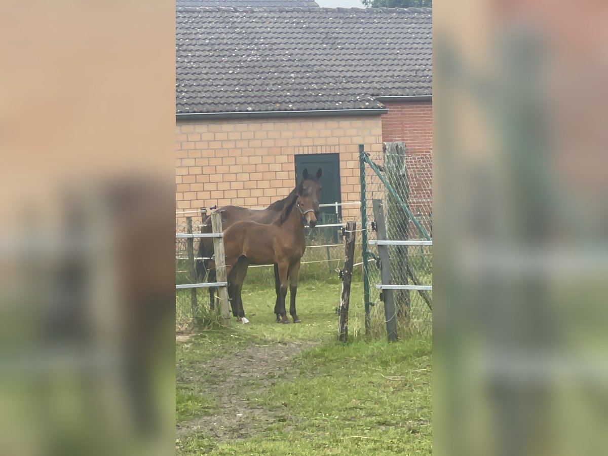 BWP (cheval de sang belge) Étalon Poulain (04/2024) Bai clair in AchelHamont