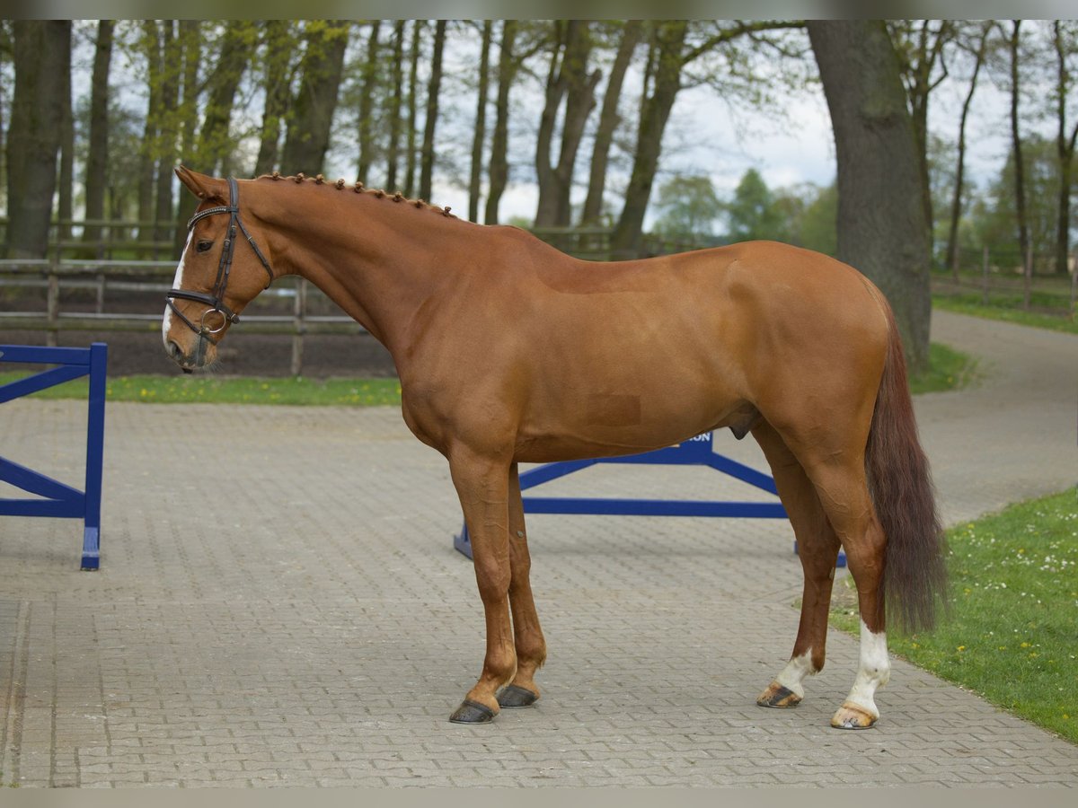 BWP (cheval de sang belge) Hongre 10 Ans 169 cm Alezan in Diepholz
