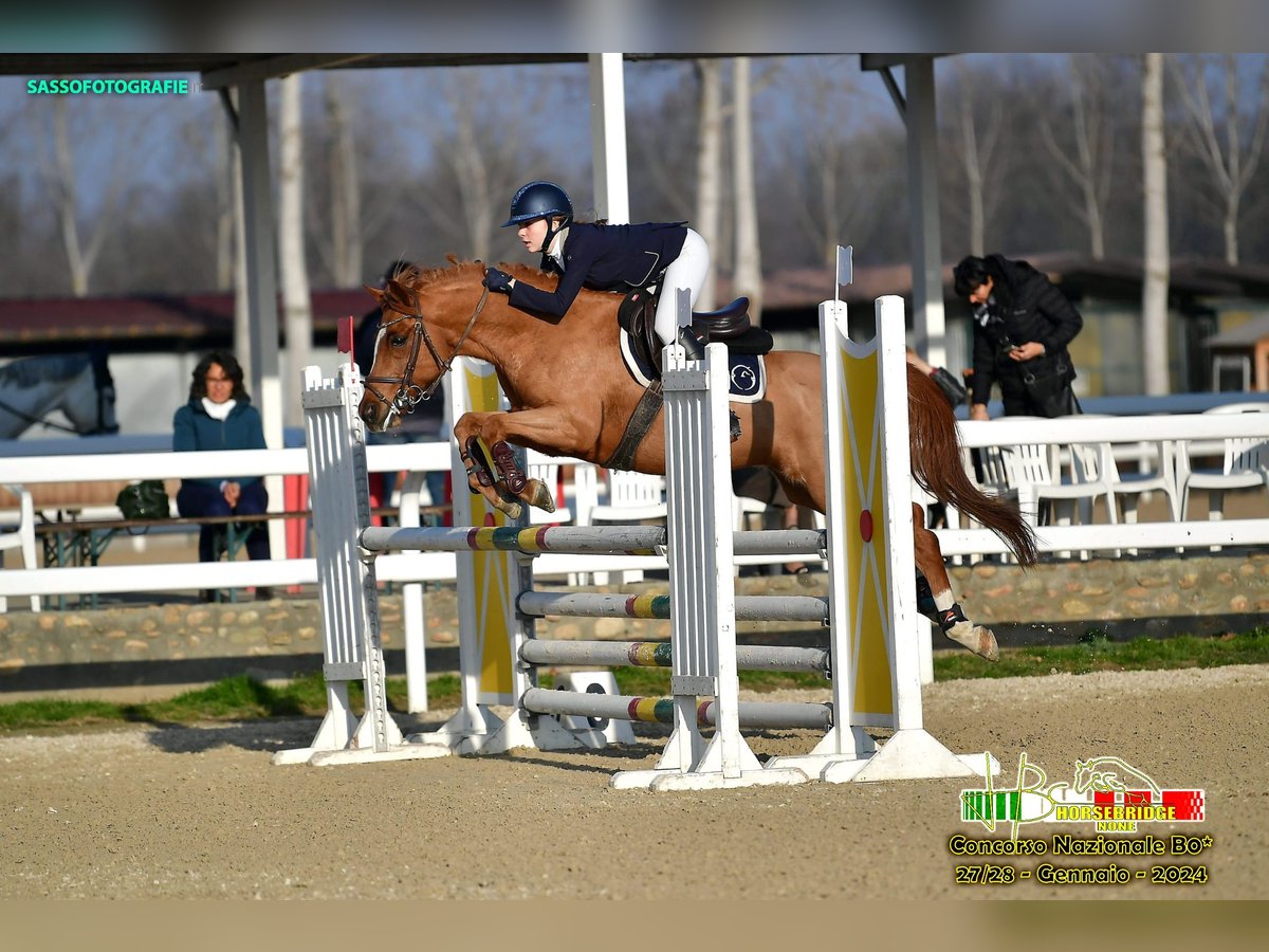 BWP (cheval de sang belge) Hongre 13 Ans 145 cm Alezan in Aosta