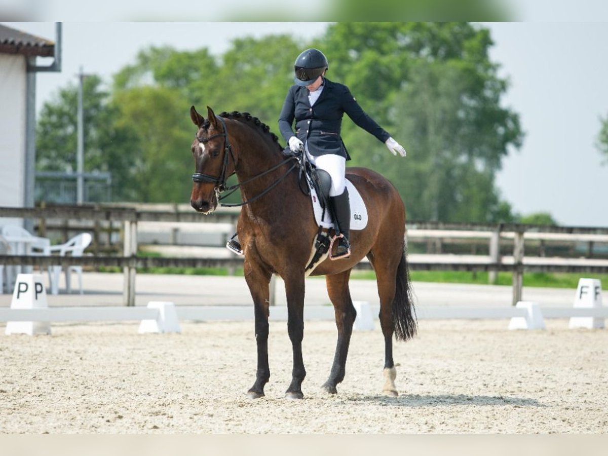 BWP (cheval de sang belge) Hongre 13 Ans 170 cm Bai in Arendonk