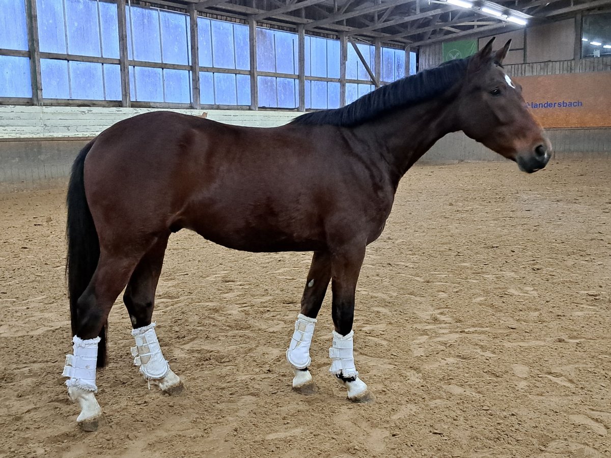 BWP (cheval de sang belge) Hongre 4 Ans 162 cm Bai in Wülfrath