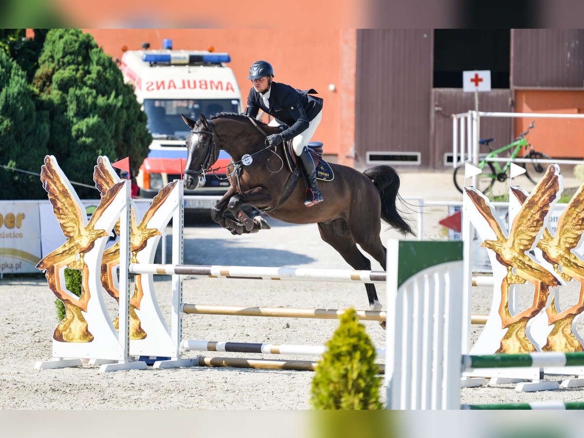 BWP (cheval de sang belge) Hongre 5 Ans 170 cm Bai brun foncé in Wrocław