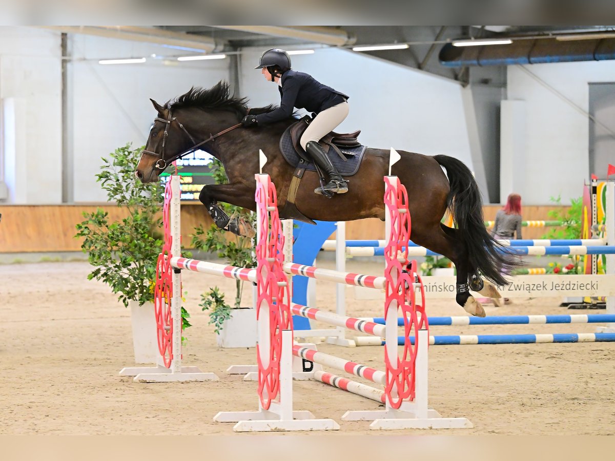 BWP (cheval de sang belge) Hongre 6 Ans 166 cm Bai brun foncé in Jonkowo